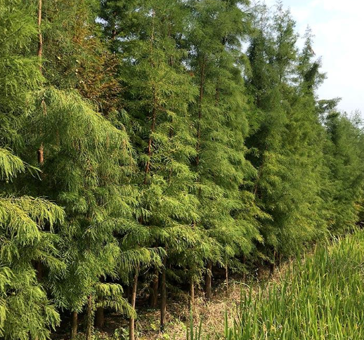 水杉的价格一棵多少钱,水杉和池杉有什么不同之处