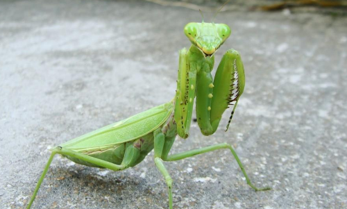 螳螂是一种食肉昆虫,捕食各种昆虫和小动物.