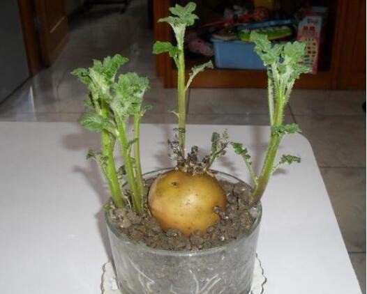 发芽的土豆能吃吗土豆发芽怎么种植盆栽
