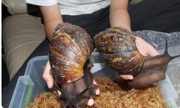 非洲大蜗牛长什么样非洲大蜗牛为什么会被列为入侵物种呢